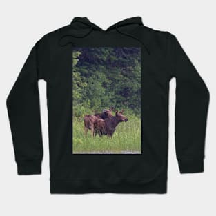 Summer moose in rain, Algonquin Park Hoodie